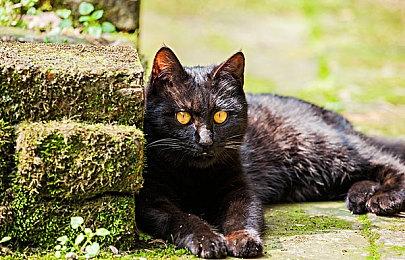 《火焰纹章：结合》媒体评分今晚解禁 均分能超越前作吗？